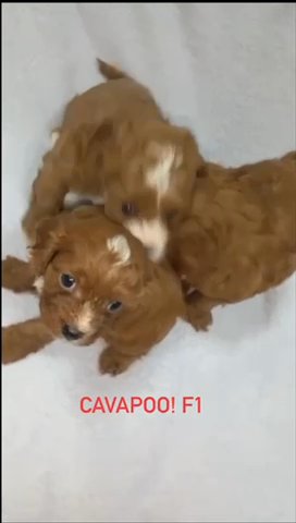 (SOLD) F1 Cavapoo Puppies Available in Dubai