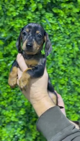 (SOLD) Male Merle Dachshund Puppy Available in Dubai