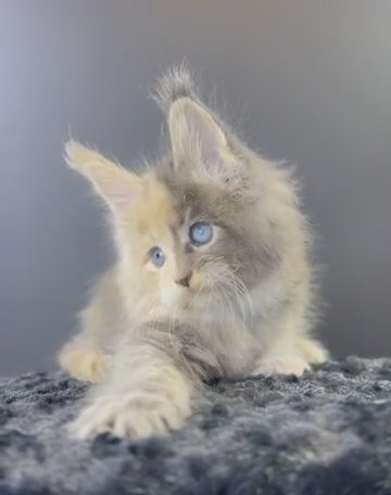 SOLD 20000 fixed.Pure Mainecoon in Sharjah