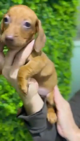 (SOLD) Female Red Dachshund Puppy Available in Dubai