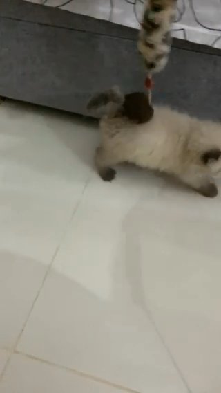 Ragdoll Kittens in Dubai