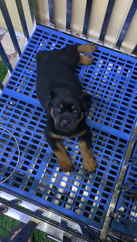 rottweiler puppies top quality جراوي روت in Sharjah