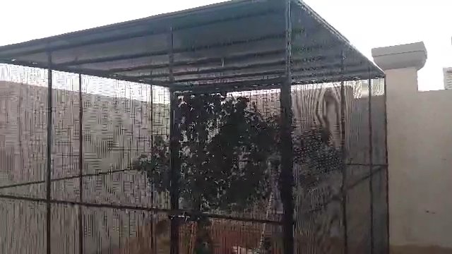 cage for sale in Dubai