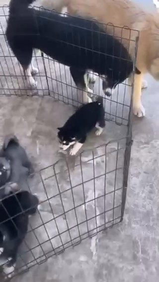 Unique Husky Puppies 😍 in RAK City