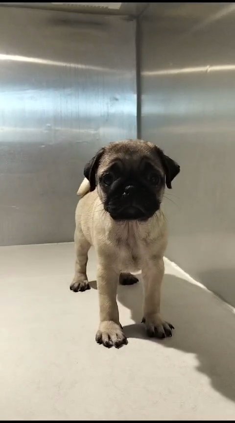 Pug Puppy 🐶 in Dubai