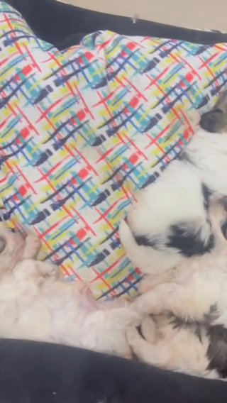 Shih-tzu Puppies For Sale(urgent Sale For Travel Purpose) in Ajman