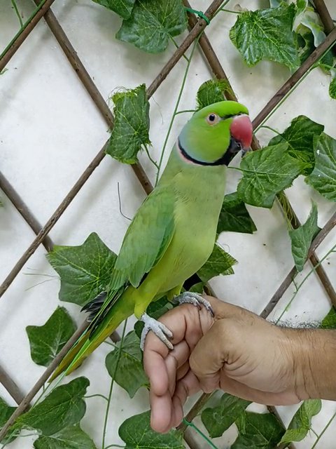 طيور السعادة in Ajman