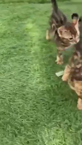 Bengals Kittens in Ajman