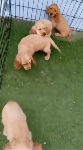 Cocker Spaniel Puppies in Dubai