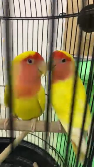 Lutino Lovebird Breeding Pair in Dubai