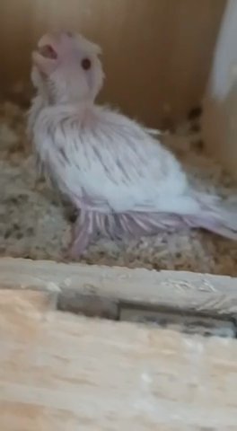 Albino Cockatiel Chick Available