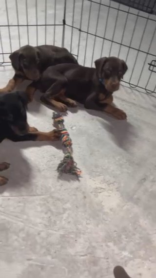 Doberman Puppy 50 Days available in Abu Dhabi