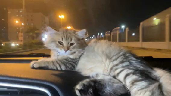 Siberian Cat in Dubai