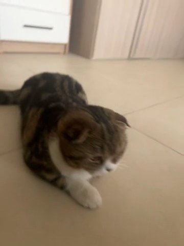 Sphynx Kitten in Dubai