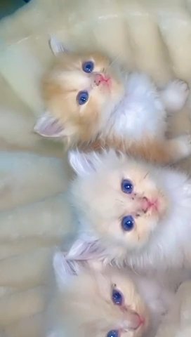 Kitty cat 3 kittens available in Sharjah