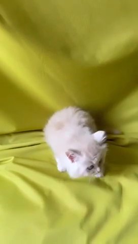 Cute Persian Kitten 😻 in Dubai