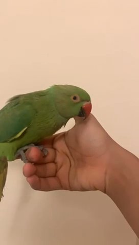 Ring Neck Parrot in Dubai