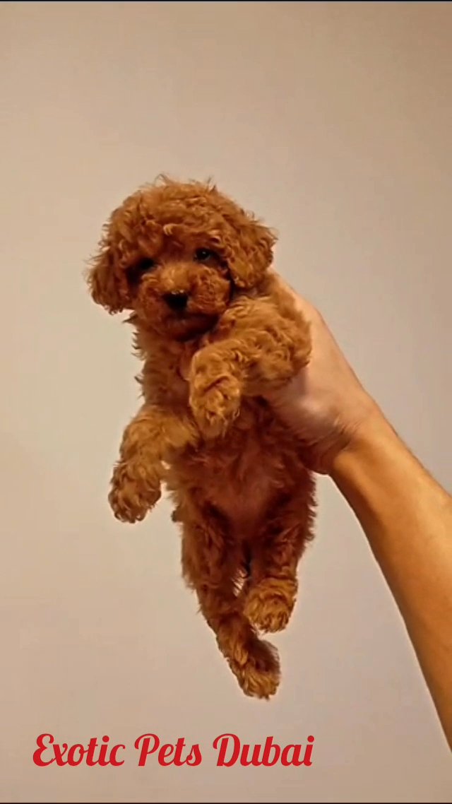 Toy Poodle Puppy in Dubai