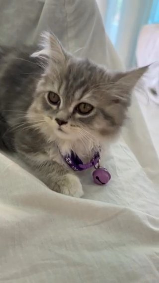 Kitten Female 3 Months in Dubai