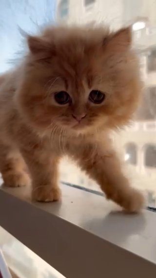 Persian Kittens Looking For Home in Dubai