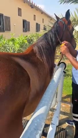 Arabian Horse in Al Ain