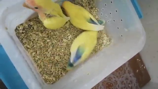 Love birds in Al Ain