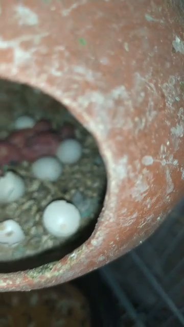budgie chicks for hand feeding in Sharjah
