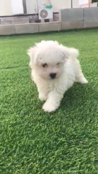 bichon frise puppy for sale in Sharjah