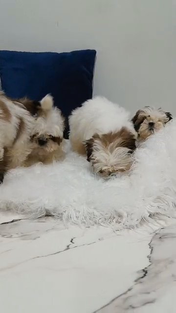 Shih-tzu Puppies in Sharjah