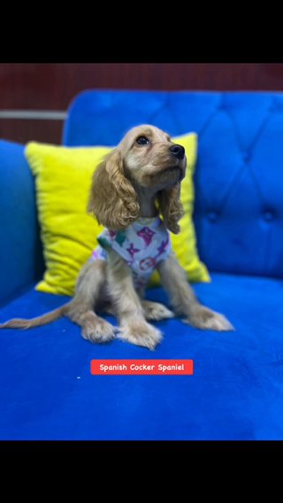(SOLD) Cocker Spaniel Puppies Available in Dubai