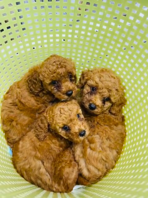 toy poodle puppies توي بوديل in Sharjah