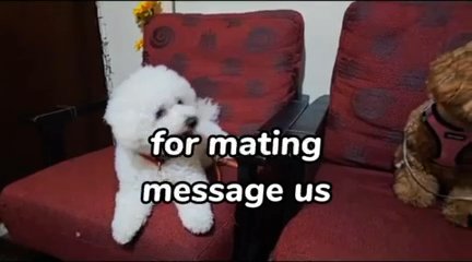 Stud Service/Mating white Toy poodle in Abu Dhabi