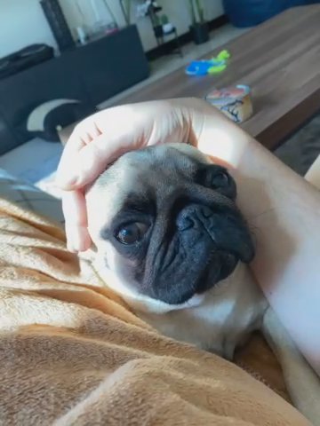 Male Pug For Mating - For 1 Pup in Dubai