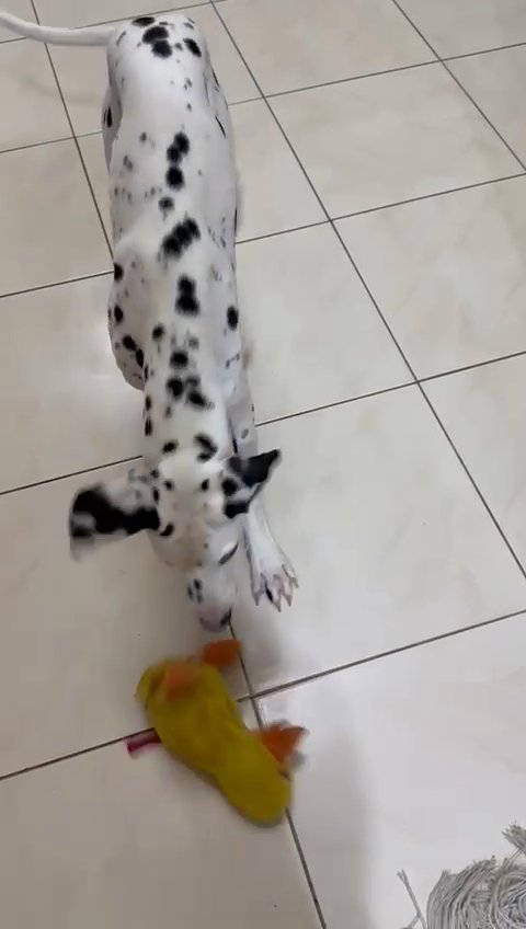 Dalmatian puppy in Dubai