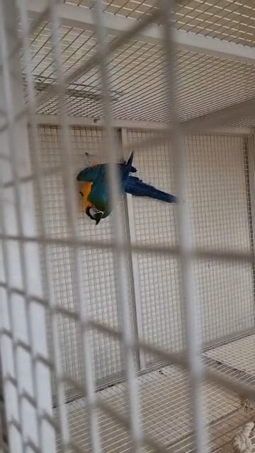 Macaw breeding pair زوج مكاو للإنتاج in Abu Dhabi