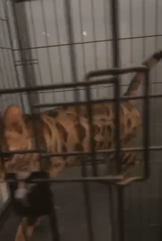 Bengal Cat For Adoption in Sharjah