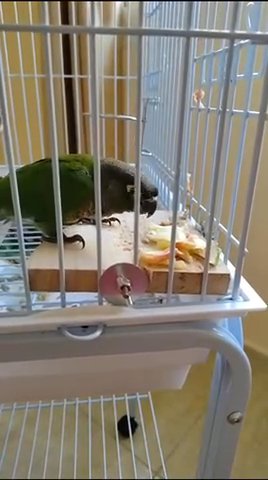 Green Cheek Conure -4 Months Old in Abu Dhabi