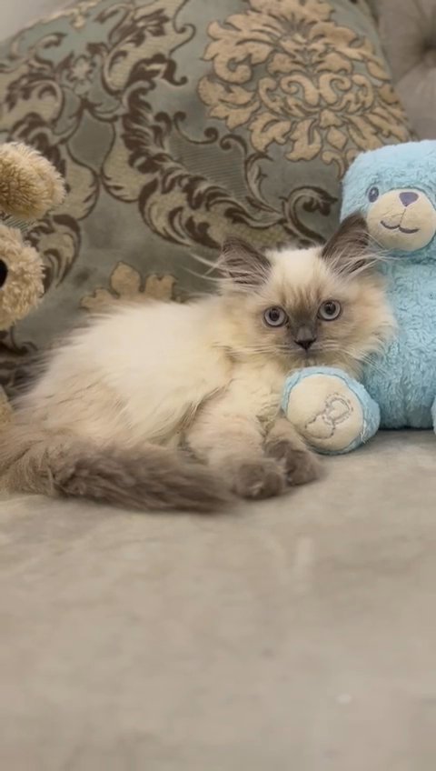 ragdoll kitten for sale in Dubai
