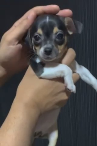 Chihuahua (( SOLD)) in Dubai