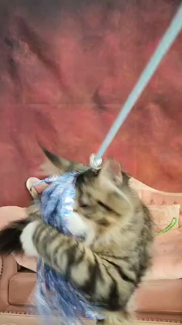 4 months oldMaine coon kitten pure breed with pedigree in Dubai