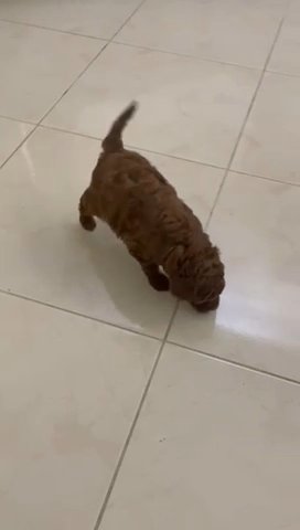 Toy Poodle in Al Ain