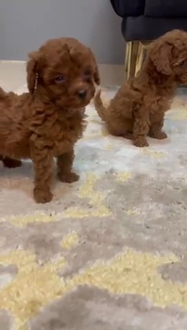 Sold🐶Toy Poodle in Dubai