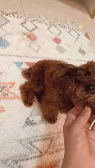 For Mating Teacup Poodle in Dubai