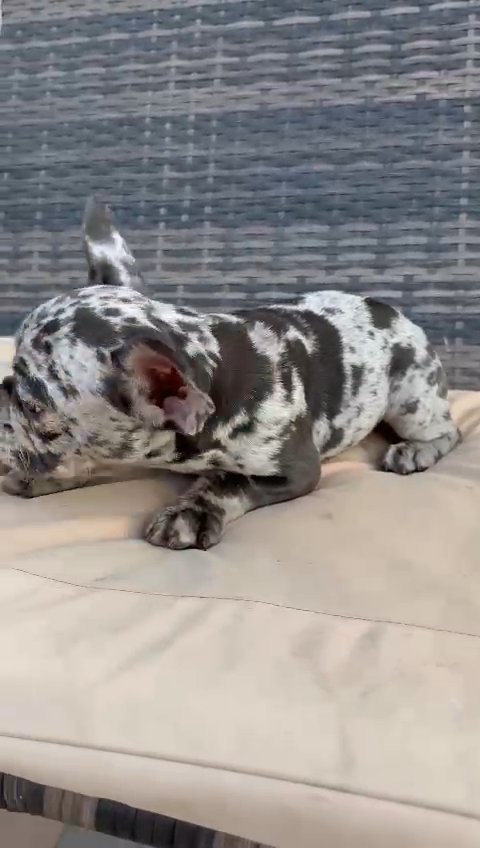 Marle French Bulldog in Dubai