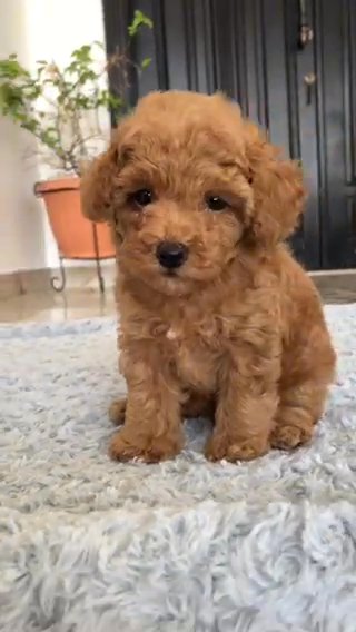 Toy Poodle Female puppy in Al Ain