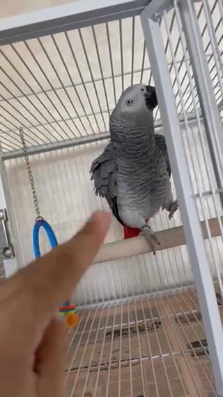 10 Yr Old African Grey Parrot in Al Ain
