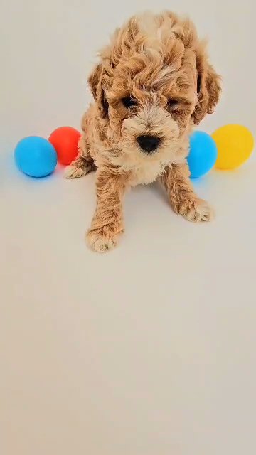 😍Top Quality HYBRID Mix POODLE PUPPY 😍 in Dubai