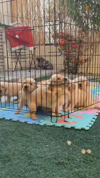 Golden Retriever puppies in Dubai