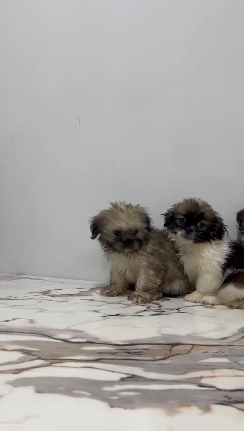 Havanese Puppies in Sharjah