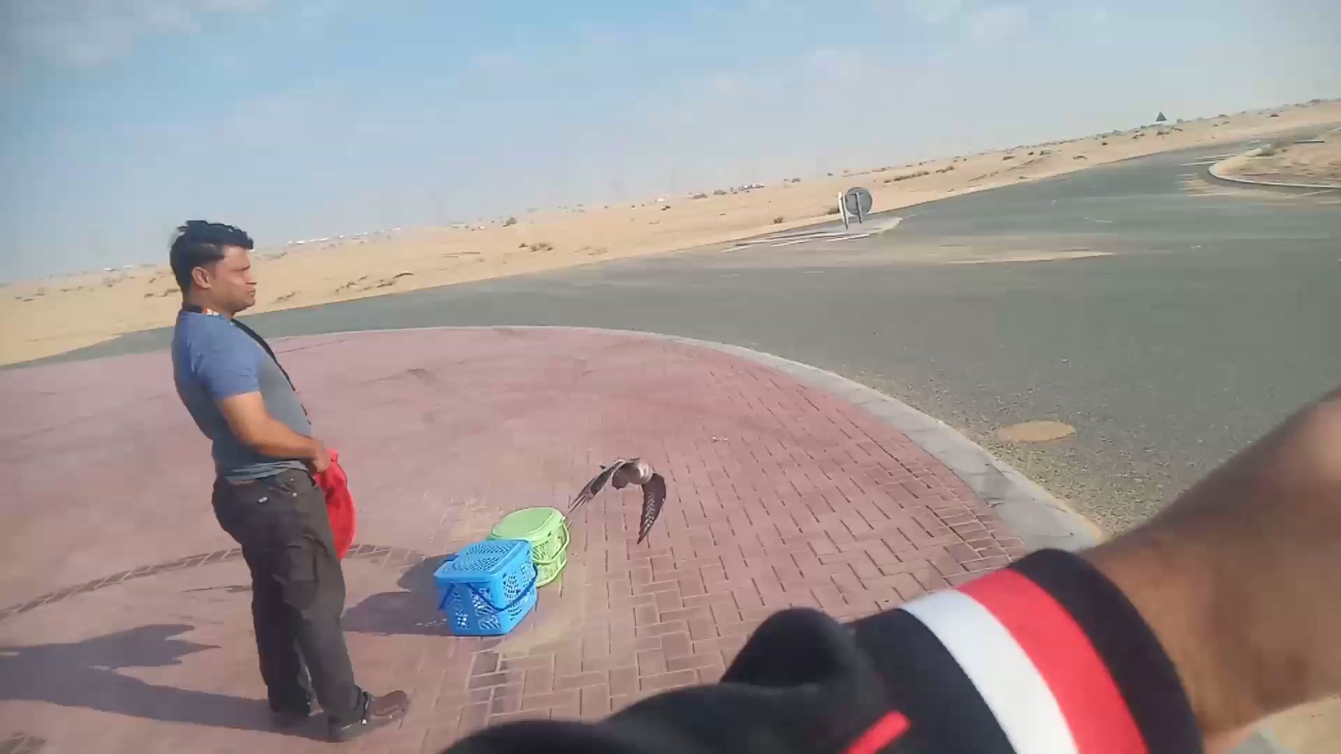 3 Outdoor free flight cockatiel in Dubai